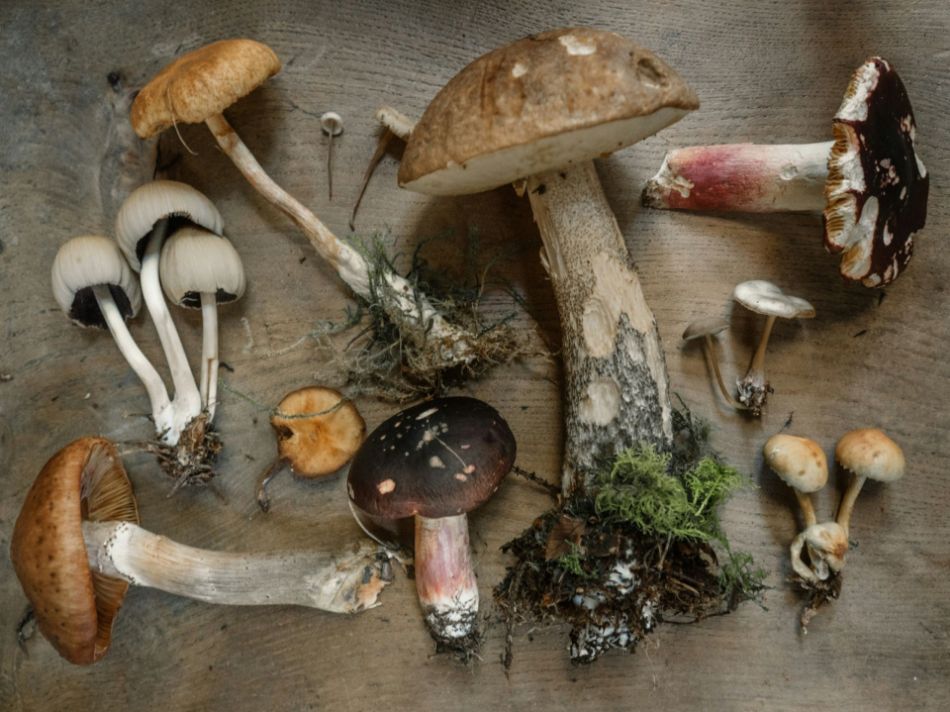 Der Pilz: ein komplexer und faszinierender Organismus